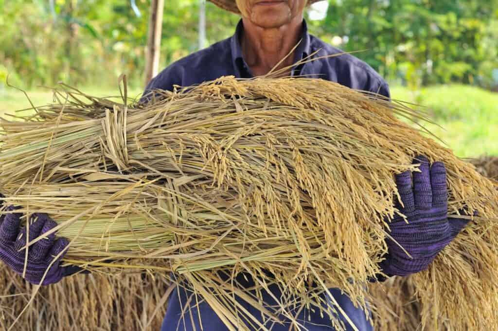 Farmer in field, it's harvest time.