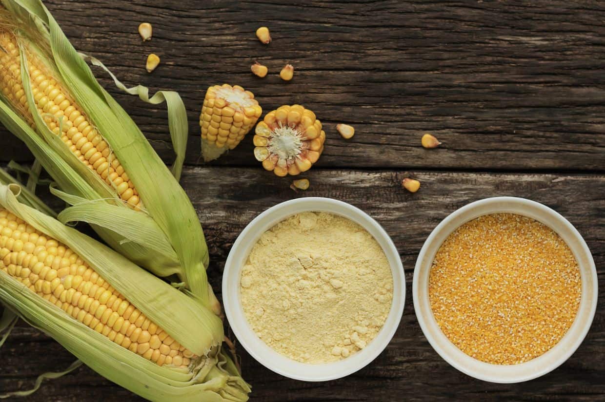 Polenta corn grits and corn flour in a porcelain bowl on a wooden table. Ears of corn and pieces of corn next to bowls. Gluten Free Healthy Eating.